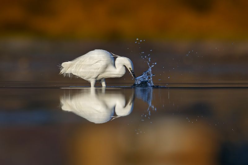 Egretta eulophotesphoto preview