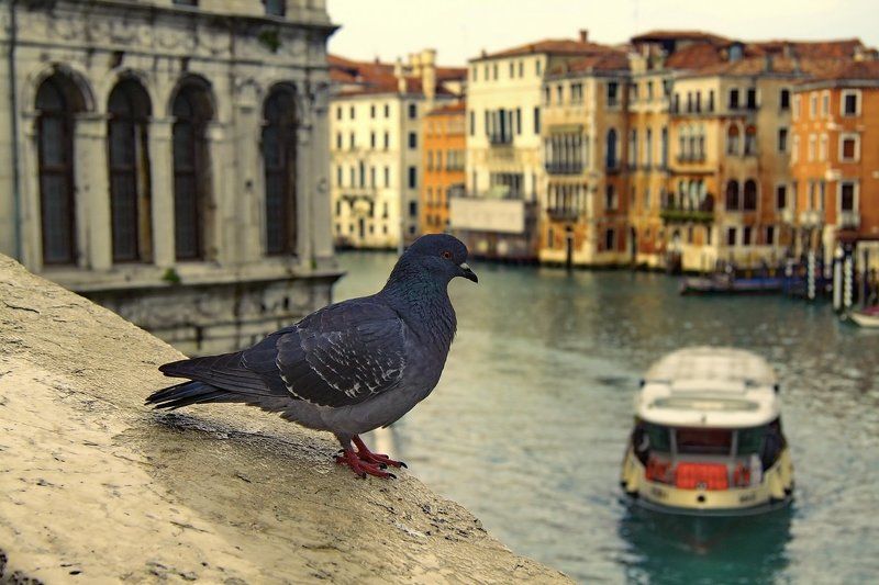 Символы Венецииphoto preview