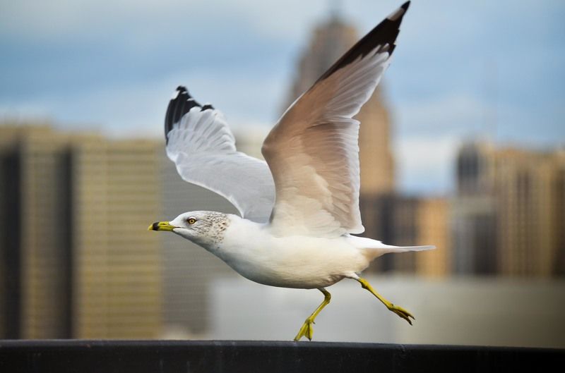 Балеринаphoto preview