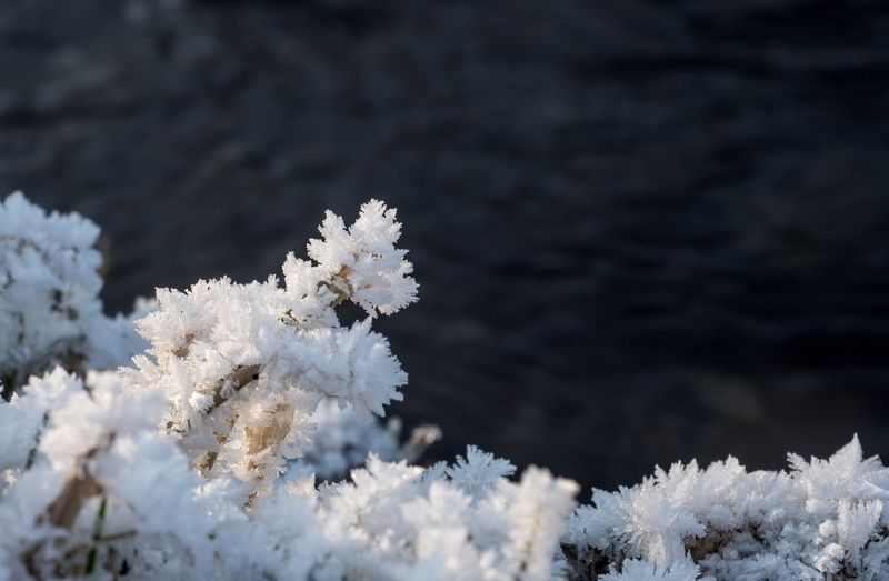 Зимние кораллыphoto preview