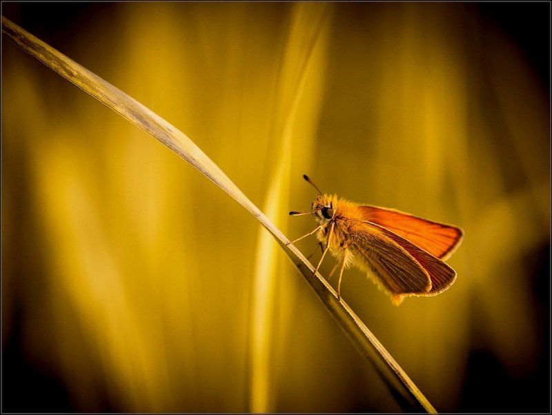 Уж осень на лугуphoto preview