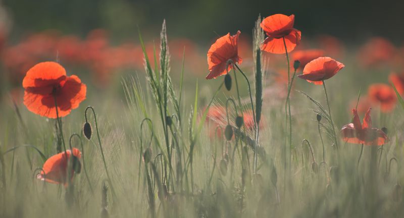 м о и  л ю б и м ы еphoto preview