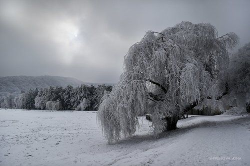 В зимнем убранстве