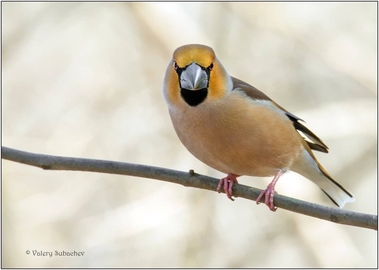 Дубонос. Автор: Валерий Субачев , Валерий Субачев