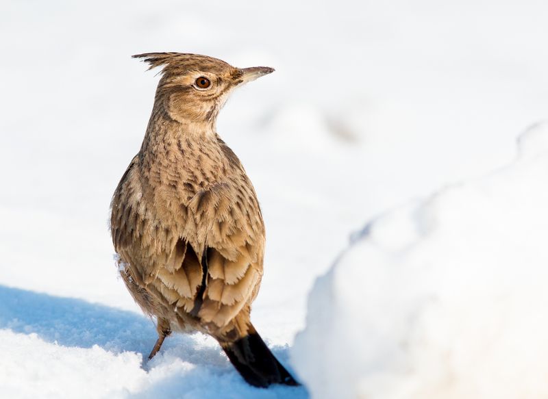 птицы, жаворонок В предвкушении весныphoto preview