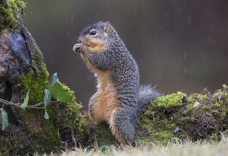 Лисья белка - Fox Squirrel