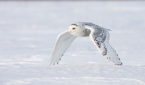 Harfand des Neiges