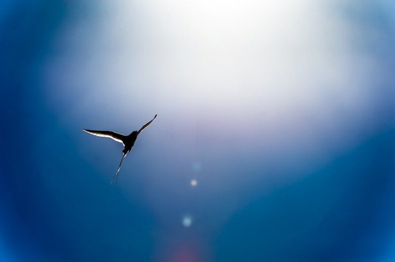 #sky #bird #zoom #nature #onthesun #небо #птица #солнце Toward the sunphoto preview