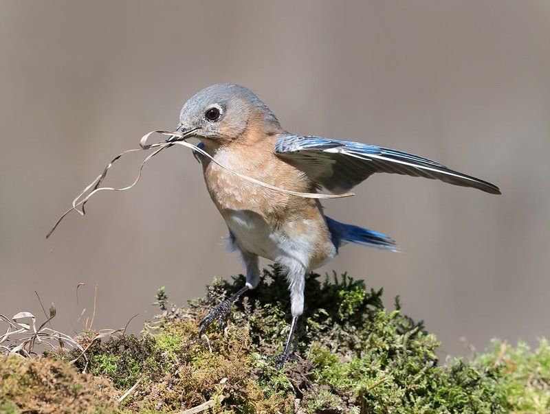 восточная сиалия, eastern bluebird, bluebird Восточная сиалия (Eastern Bluebirds) со стройматериалом для гнезда. Весенние хлопоты.photo preview