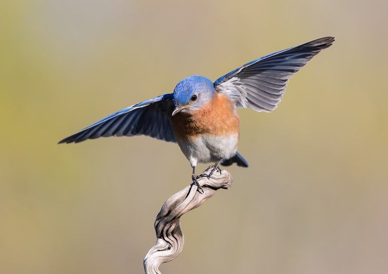 восточная сиалия, eastern bluebird, bluebird Sweetheart, I love you so much!photo preview