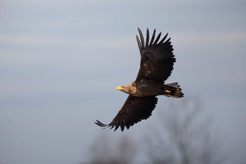 White-tailed eagle