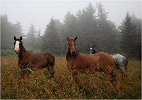 Встреча в тумане...