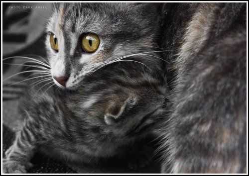 Из жизни кошки-Загрызки