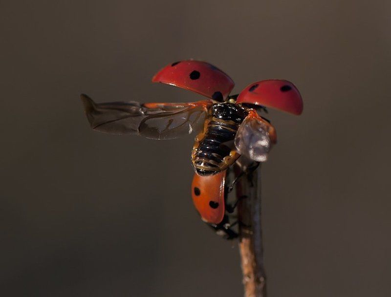 божья коровка,макро Подтолкни,взлетаю!!!photo preview