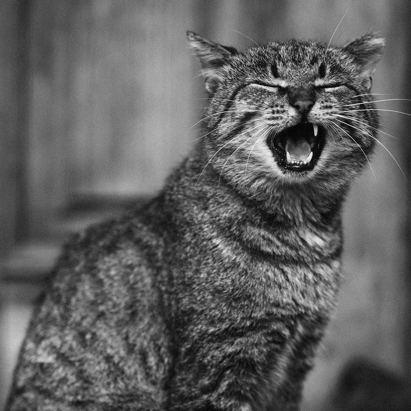 Суздаль.photo preview