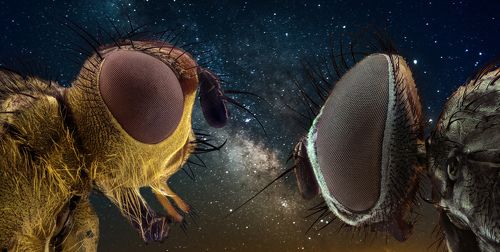 Они приходят