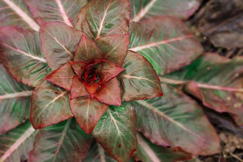 Текстура живого фото