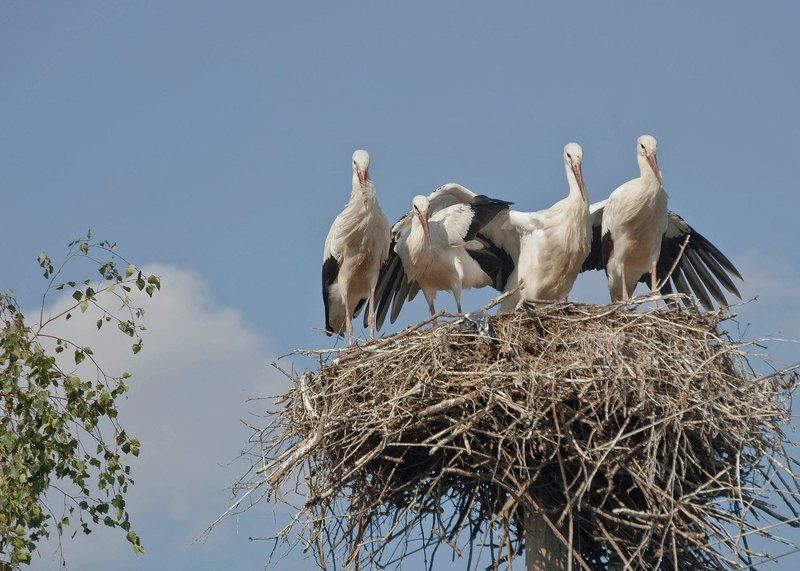 Родные моиphoto preview