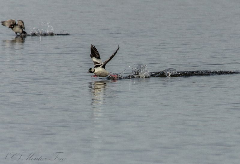 buffleheadphoto preview