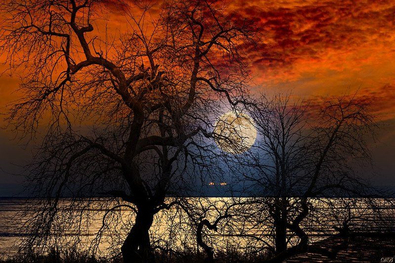 art, collage, color, colors, color image, concept, conceptual, composing, digital, digital art, digiart, editing, moon, moonlight, photography, photo collage, red, sky, surreal, surrealism, tree, trees, Scene from a Dreamphoto preview