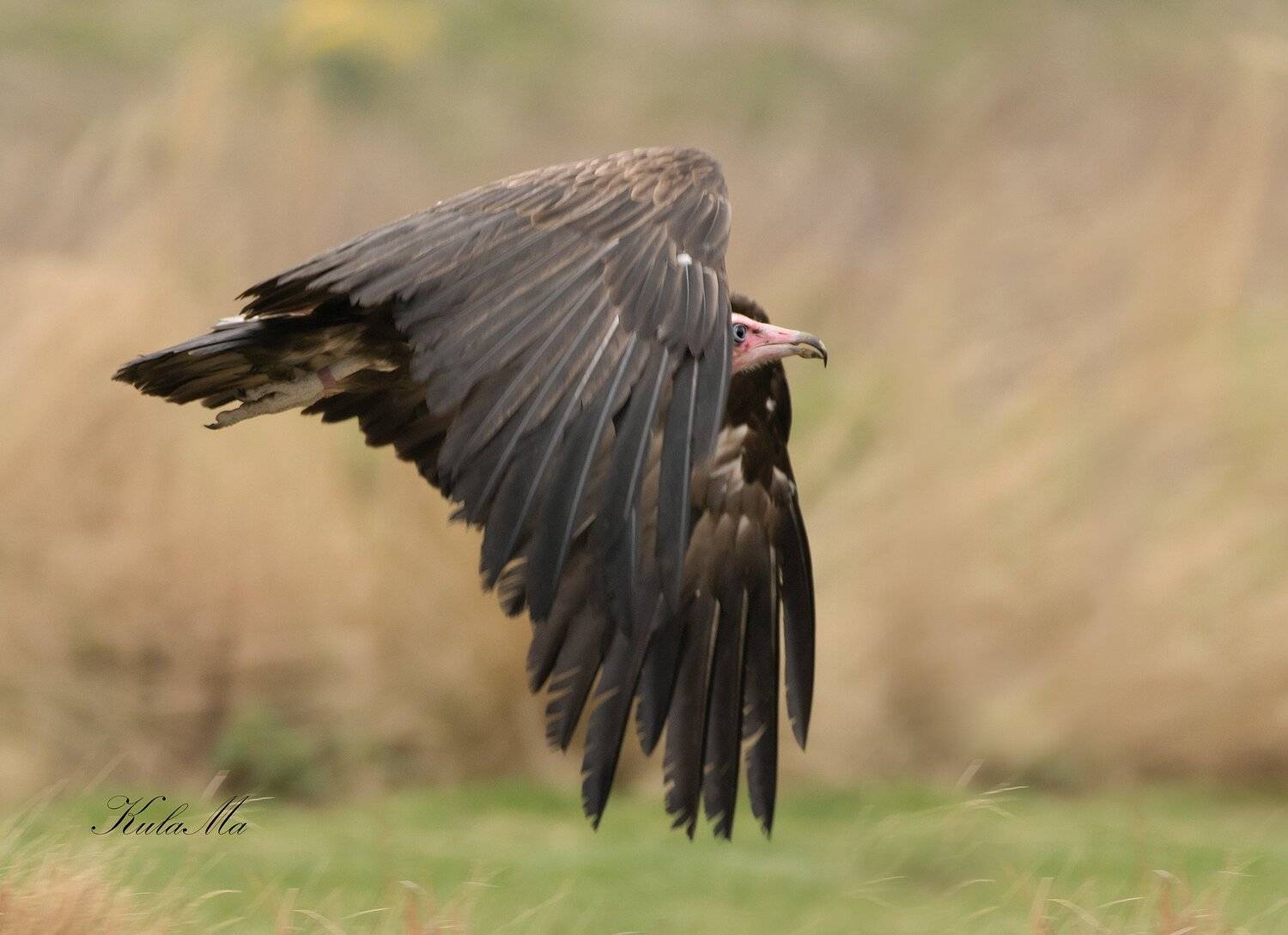 birds, birds of prey, vulture, Maria Kula