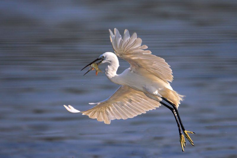 animals,birds,egret, fish,7d,600mm, животные,птицы,рыба С уловомphoto preview