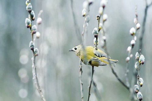 королек по-весеннему