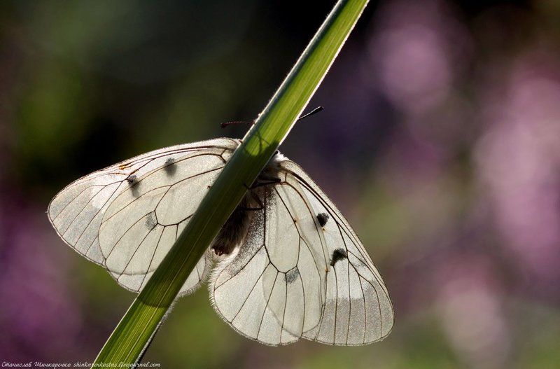 Мнемозинаphoto preview