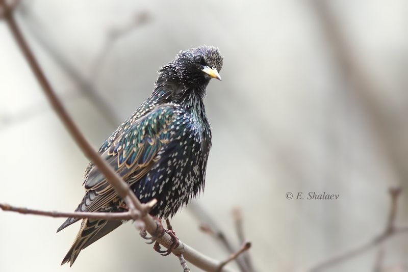 birds,european starling,sturnus vulgaris,обыкновенный скворец,птица,птицы,скворец,фотоохота А вот и Я !photo preview