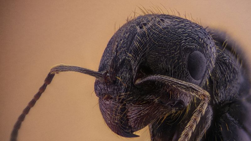 Ant / Муравейphoto preview