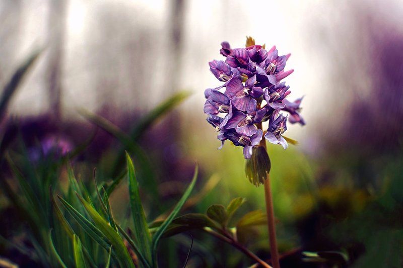 Весна.Начало.photo preview