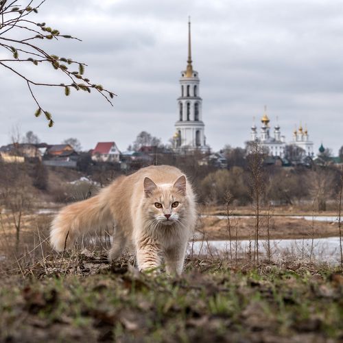 Хищник