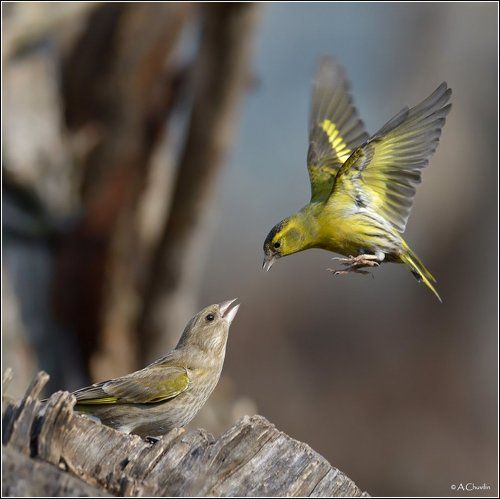 Отчаянный чиж )