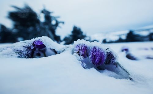 Последний снег.