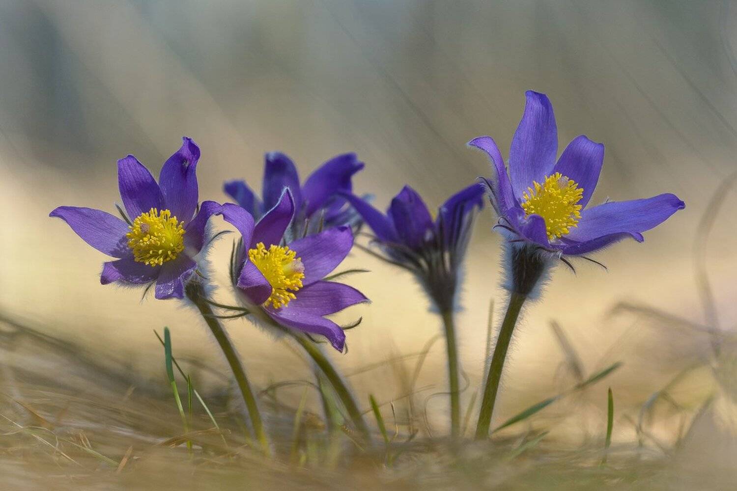 , Кузнецов Дмитрий