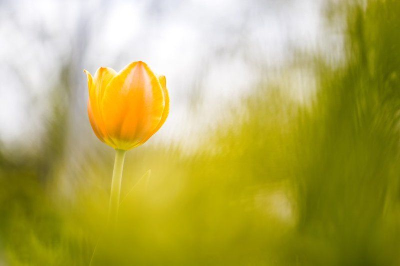 новая веснаphoto preview