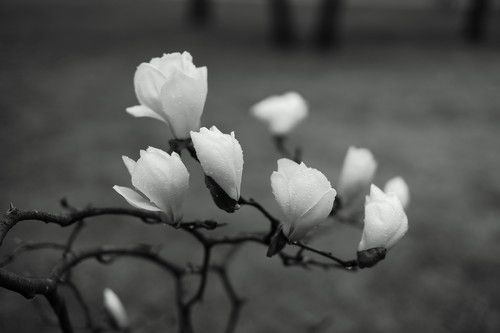 Magnolia