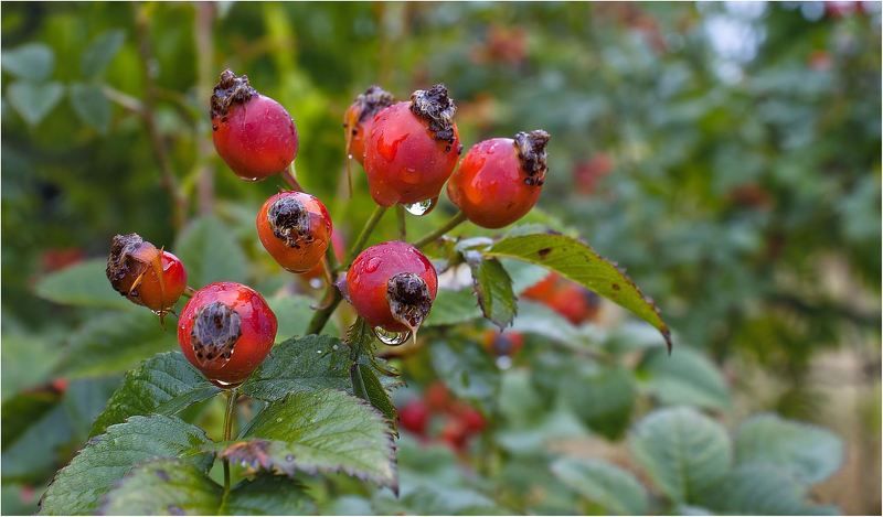 природа Осенней радости...следы...photo preview