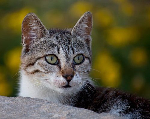 Солнечный кот