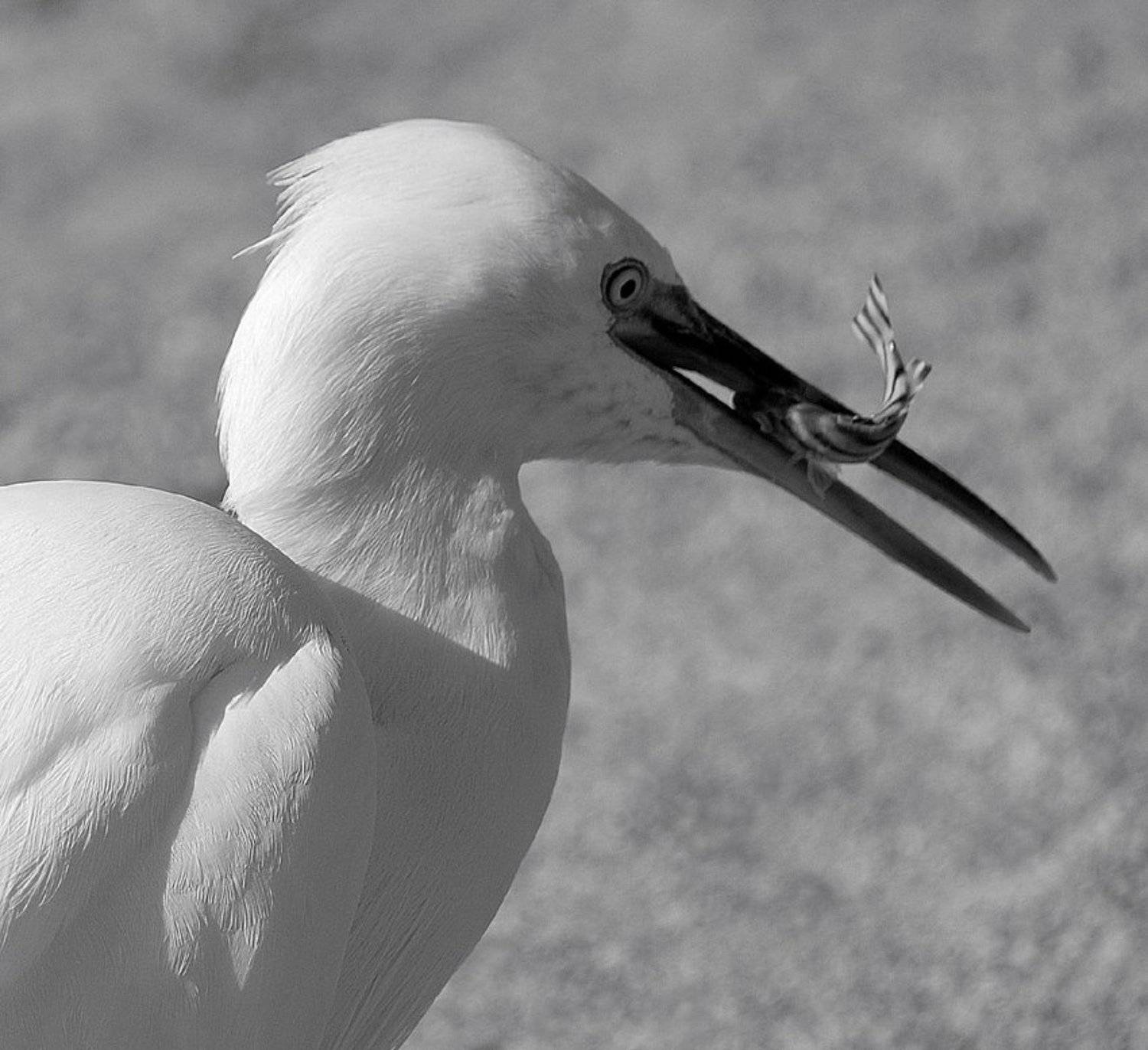 полдник, малая_белая_цапля, VictorSe