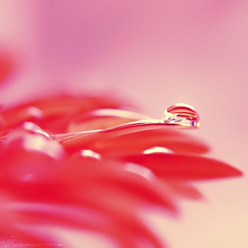 гербера, капли Нерешительностьphoto preview