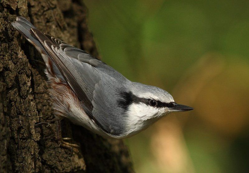 Поползеньphoto preview