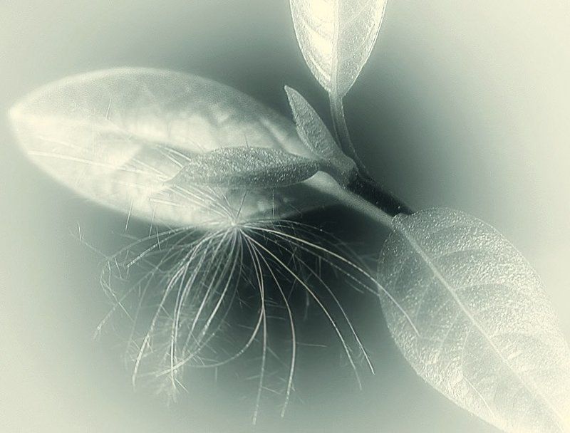 Колыбельная..photo preview