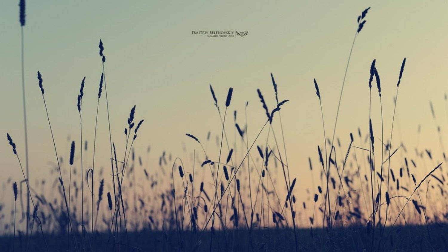 трава, закат, Дмитрий Беленовский
