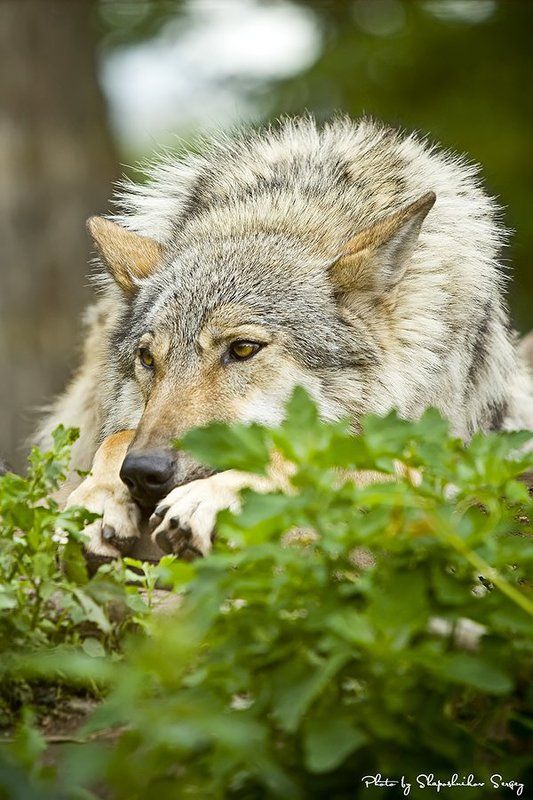 sadnessphoto preview