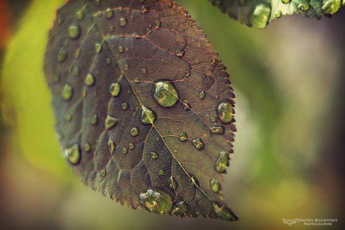 drop on the leaf