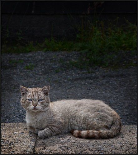 Сибирский СФИНКС ...