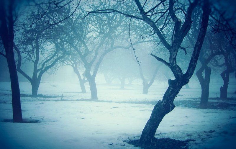 туманный садphoto preview