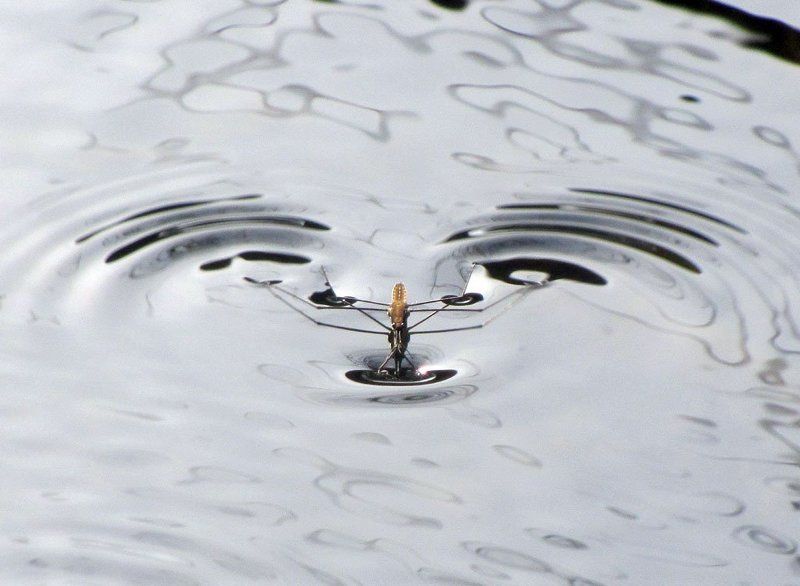 водомерка, вода, движение, волна Только впередphoto preview