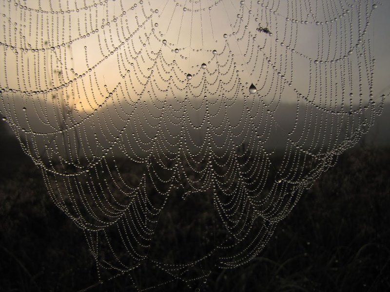 паутина, капли, вода, утро, восход, роса Занавесphoto preview